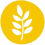 Gluten